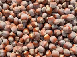 Зображення для оголошення Куплю фундук не чищений
