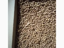 Зображення для оголошення Продам фундук чищений сирий