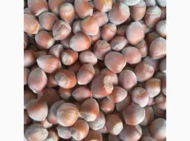 Зображення для оголошення Продам фундук
