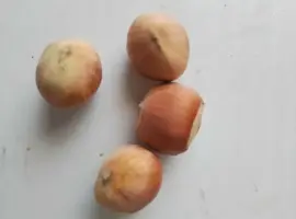 Зображення для оголошення Продам горіх Фундук (лущений і не лущений)