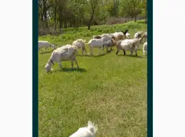 Зображення для оголошення Куплю стадо козы