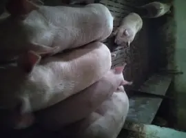 Зображення для оголошення Продам свині