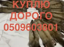 Зображення для оголошення Куплю шкіри куниці ДОРОГО приїдемо самі