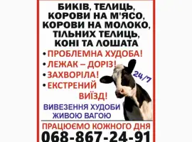 Зображення для оголошення Заготівля врх та коней