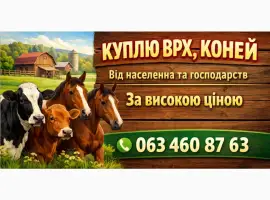 Зображення для оголошення Куплю Бики