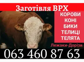 Зображення для оголошення Закупівля ВРХ
