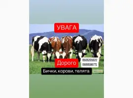 Зображення для оголошення Купуємо ВРХ БИКИ
