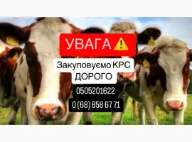 Зображення для оголошення Купую ВРХ дорого! Швидкий розрахунок
