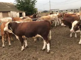 Зображення для оголошення За купляємо бики корови телята гурт