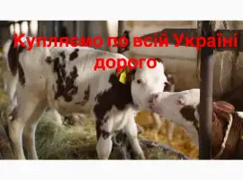 Зображення для оголошення Закупляємо бики телята по всій Україні оптом