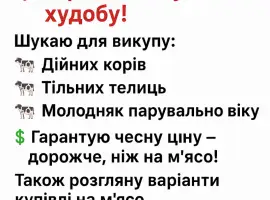 Зображення для оголошення Закупівля ВРХ дорого