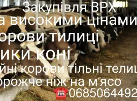 Зображення для оголошення Прийом скота на м'ясо та ферму