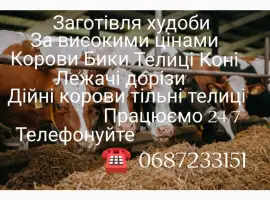 Зображення для оголошення Купівля худоби дорого