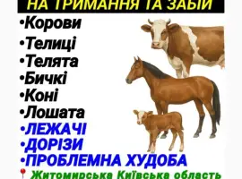 Зображення для оголошення Закупівля врх житомирська київська область