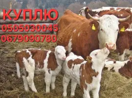 Зображення для оголошення Куплю бичків різних порід від благополучних Ф/Г