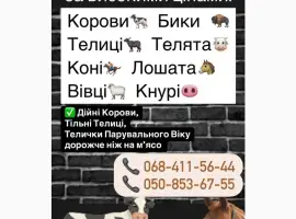 Зображення для оголошення Куплю ВРХ дорого