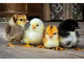 Продам Цыплят мясо яичной породы 2026г