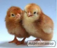 Зображення для оголошення Продам Несучок Ломан Браун