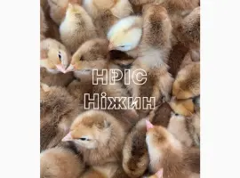 Зображення для оголошення Оптова доставка добових Бройлерів