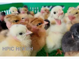 Зображення для оголошення Реализуем суточного бройлера