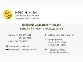 Зображення для оголошення Пропонуємо добового Бройлера