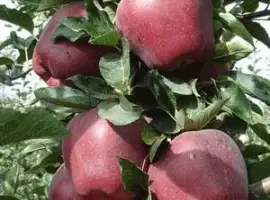 Зображення для оголошення Саджанці яблуні Супер Ред Чіф