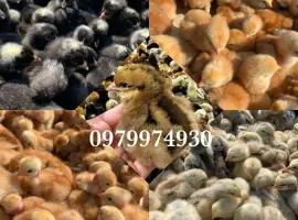 Зображення для оголошення Курчата