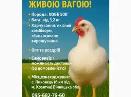 Зображення для оголошення Продам бройлерів живою вагою