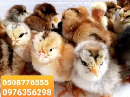 Зображення для оголошення ОПТ курчата добові домашні красі кольорові