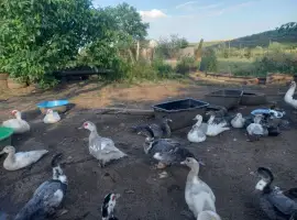 Зображення для оголошення Продам утят мускусной утки (индоутки) для разведения. Утки шипуны
