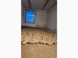 Зображення для оголошення Продаються утята породи "Мулард"