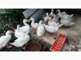 Зображення для оголошення Продаються підрощені 2-х місячні качки породи "Мулард"