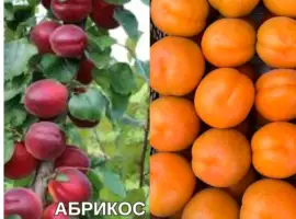 Зображення для оголошення Саджанці Абрикоса та Персика найкращі сорти
