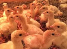 Зображення для оголошення Продам індичат Біг-6