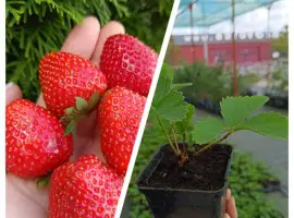 Зображення для оголошення Пропонуємо саджанці Полуниці (Клубніка