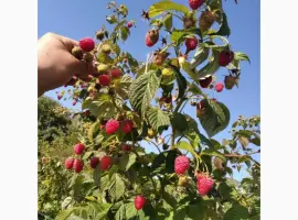 Зображення для оголошення Продам саджані ремонтантної малин недорого