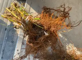 Зображення для оголошення Кущі малини