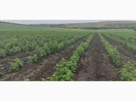 Зображення для оголошення Продам Саджанцы Малина БРУСИЛОВСКАЯ ремонтантная