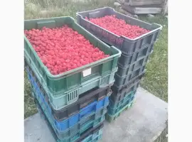 Зображення для оголошення Саджанці малини ремонтантної