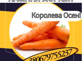 Зображення для оголошення Насіння Моркви Королева Осені. Насіння Моркви