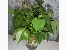 Зображення для оголошення Бронювання розсади батату (живців) Ліра