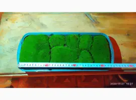 Зображення для оголошення Мох кочка живой