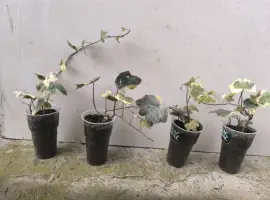 Зображення для оголошення Плющ варієгатний