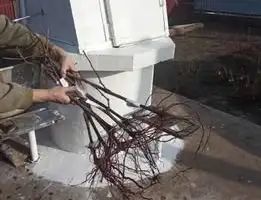 Зображення для оголошення Саджанці винограду
