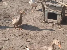 Зображення для оголошення Продам гусей ,живим весом,порода: велика сіра.