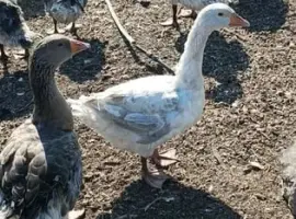 Зображення для оголошення Гуси живой вес 60грн/кг