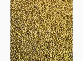 Зображення для оголошення Продам насіння люцерни немагнічена та магнічена. Є об"єми