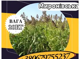 Зображення для оголошення Насіння Суданки Миронівська (20 кг). Суданка
