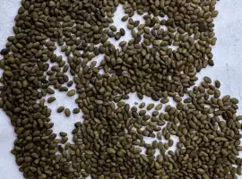 Зображення для оголошення Продам оптом насіння магніченої люцерни