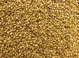 Зображення для оголошення Продам оптом насіння люцерни